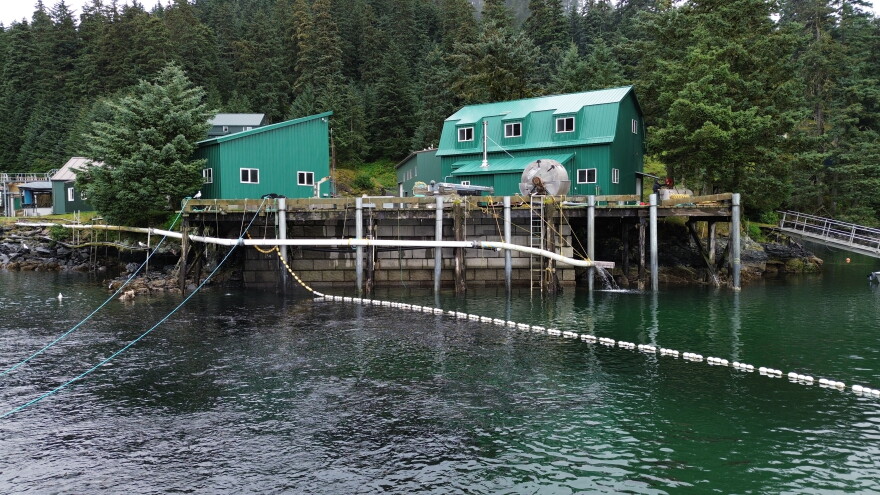 KRAA's Kitoi Bay Hatchery is home to their pink and chum salmon operations. KRAA released