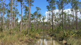 Long Pine Key Trail