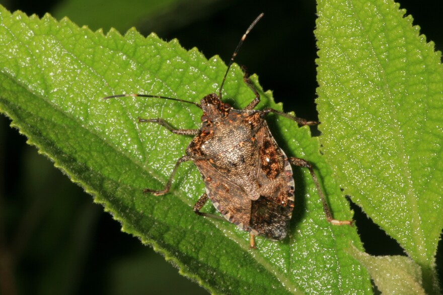 Brown marmorated stink bug