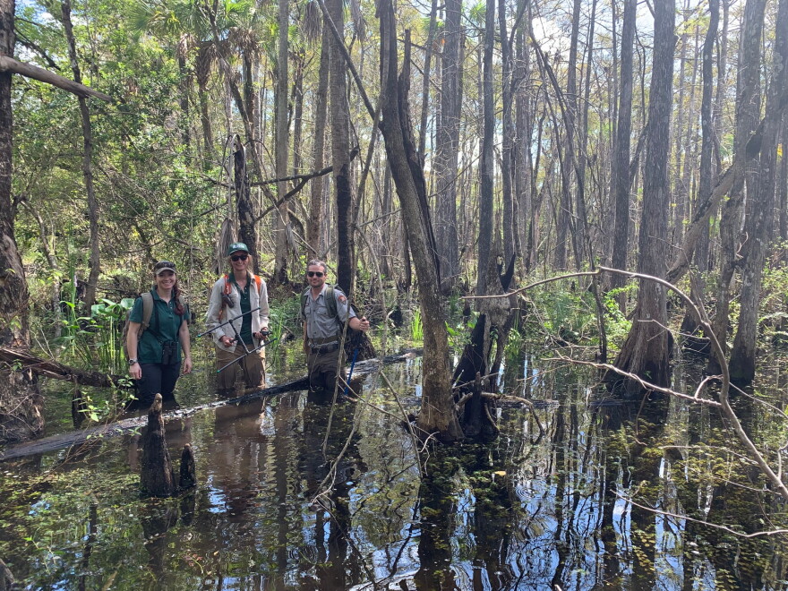 To Build A Better Python Trap, Researchers Brave Smothering Ferns ...