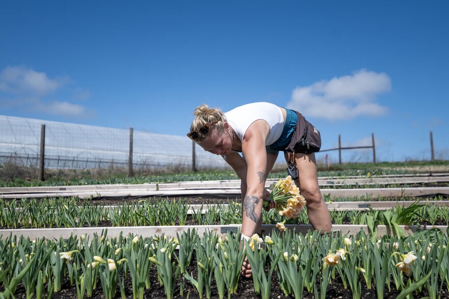 Person wearing a white tank top and shorts bends over to harvest flowers in a field of blooming plants under a blue sky.