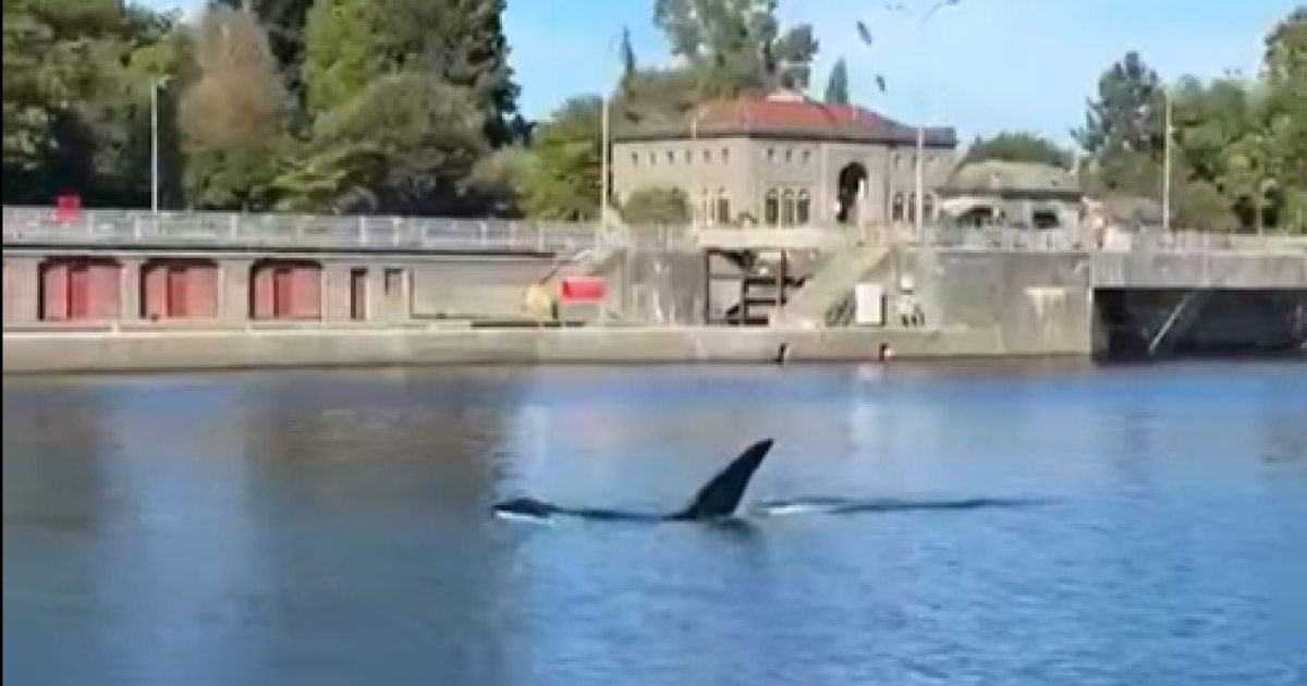 'Oh my God!' Orcas show up at the Ballard Locks
