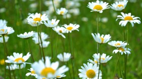 White and yellow flowers in a grass field.
