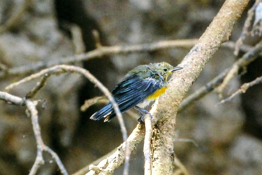 Richard LeTourneau submitted this image - Immature Prothonotary Warbler