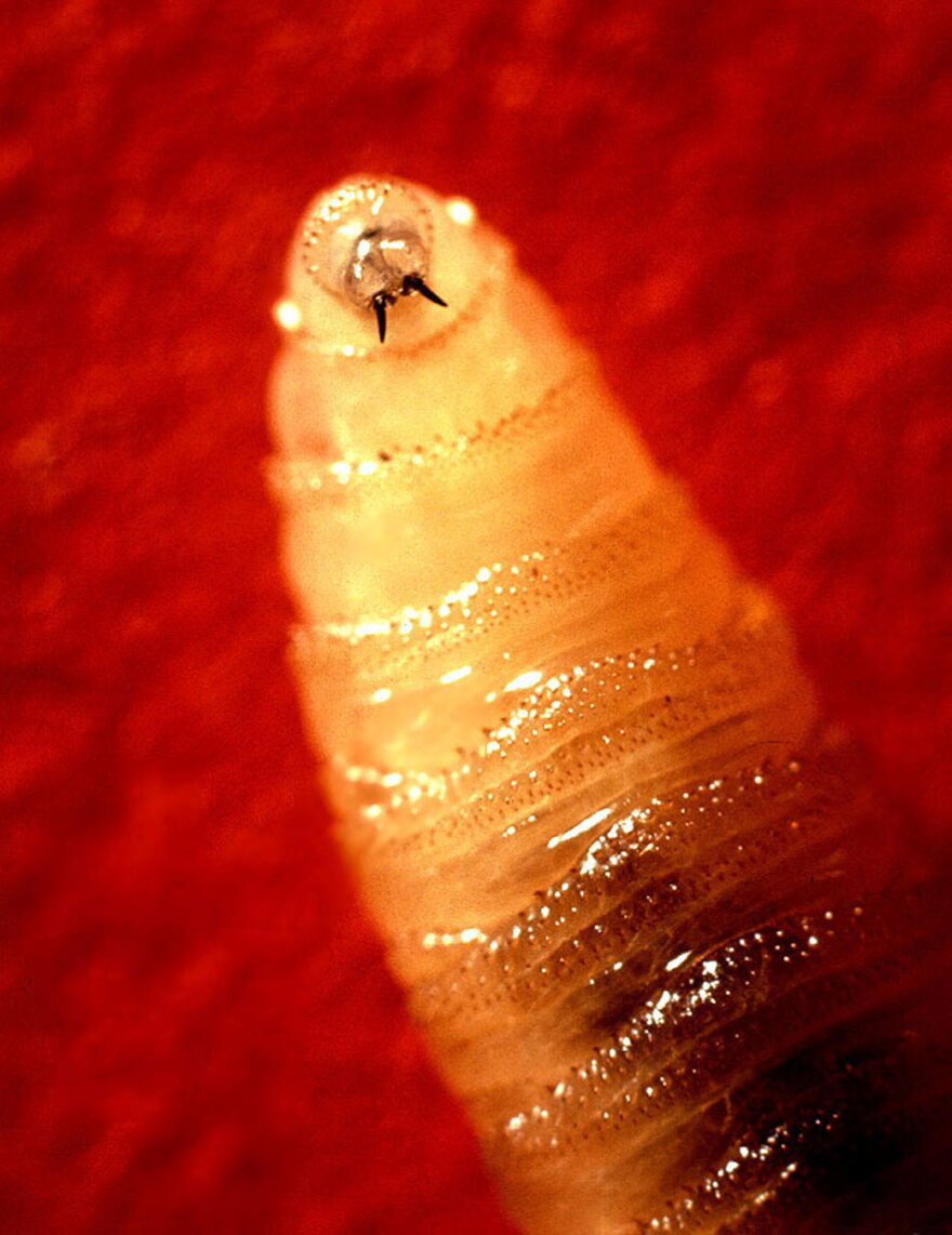 Tusklike mandibles protruding from the screwworm larva's mouth rasp the flesh of living warm-blooded animals. A wound may contain hundreds of such larvae.
