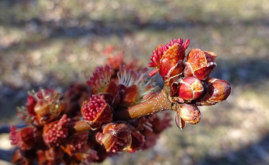 Close up of flower and leaf buds on a red maple tree