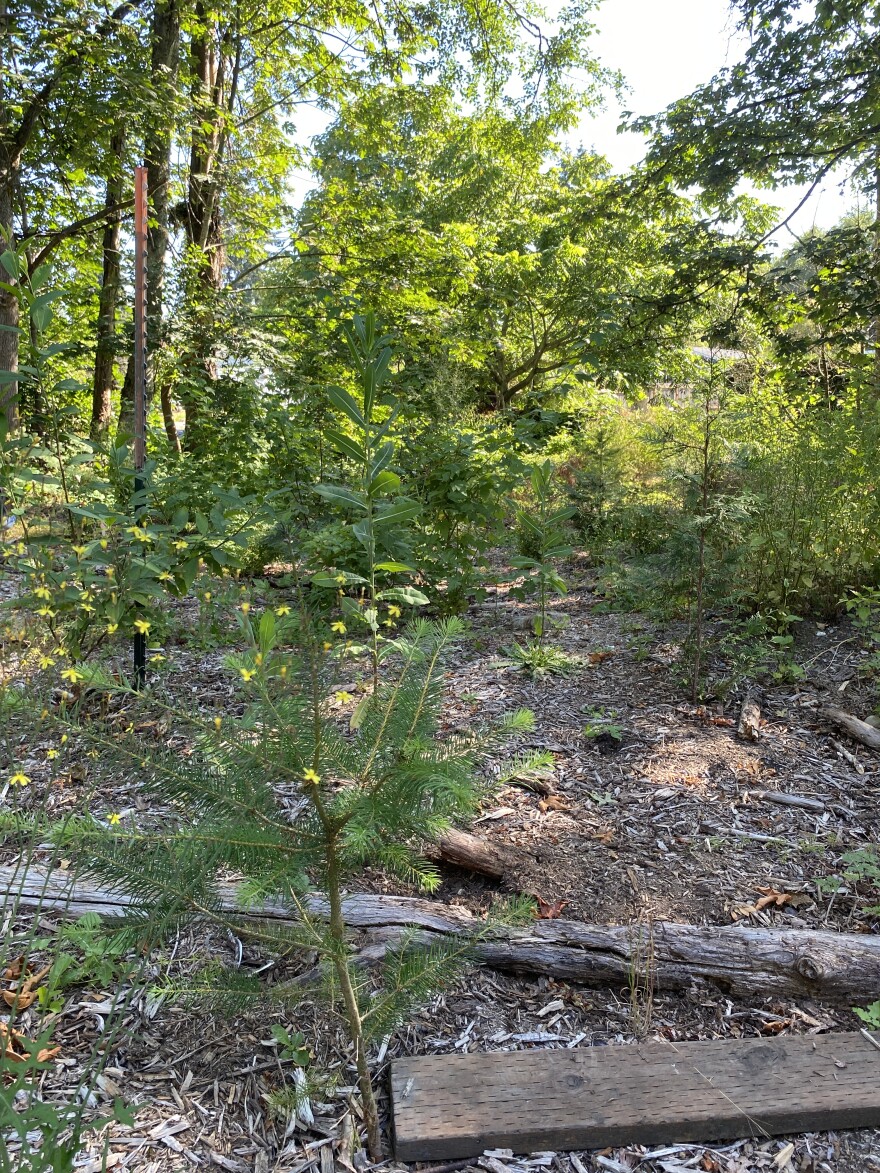 A small tree surrounded by foliage and sunshine.
