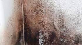 It is critical not to ignore mold growth in your home. If left untreated, mold can lead to long-term health issues like wheezing, coughing and shortness of breath that may worsen over time.