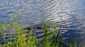 An alligator swims in Lake Wauburg on Tuesday afternoon. Lake Wauburg is one of the many water sources in Central Florida that is affected by the Floridan aquifer depletion.