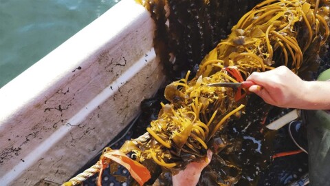 A kelp farmer harvests the marine algae off the coast of Cordova, Alaska.