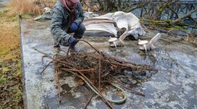 Matt Van Daele examines some of the gear they removed from the whale, Nov. 24, 2025.