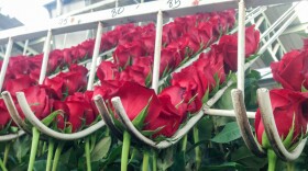 Long-stem red roses in Ecuador