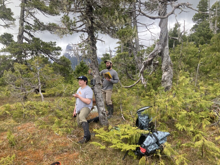 Wildlife technician Jeremy Sanchez (left) and UAF graduate student Tony Zambito (right) check camera views for a co-op unit project to monitor wolf populations on Prince of Wales Island in 2023.