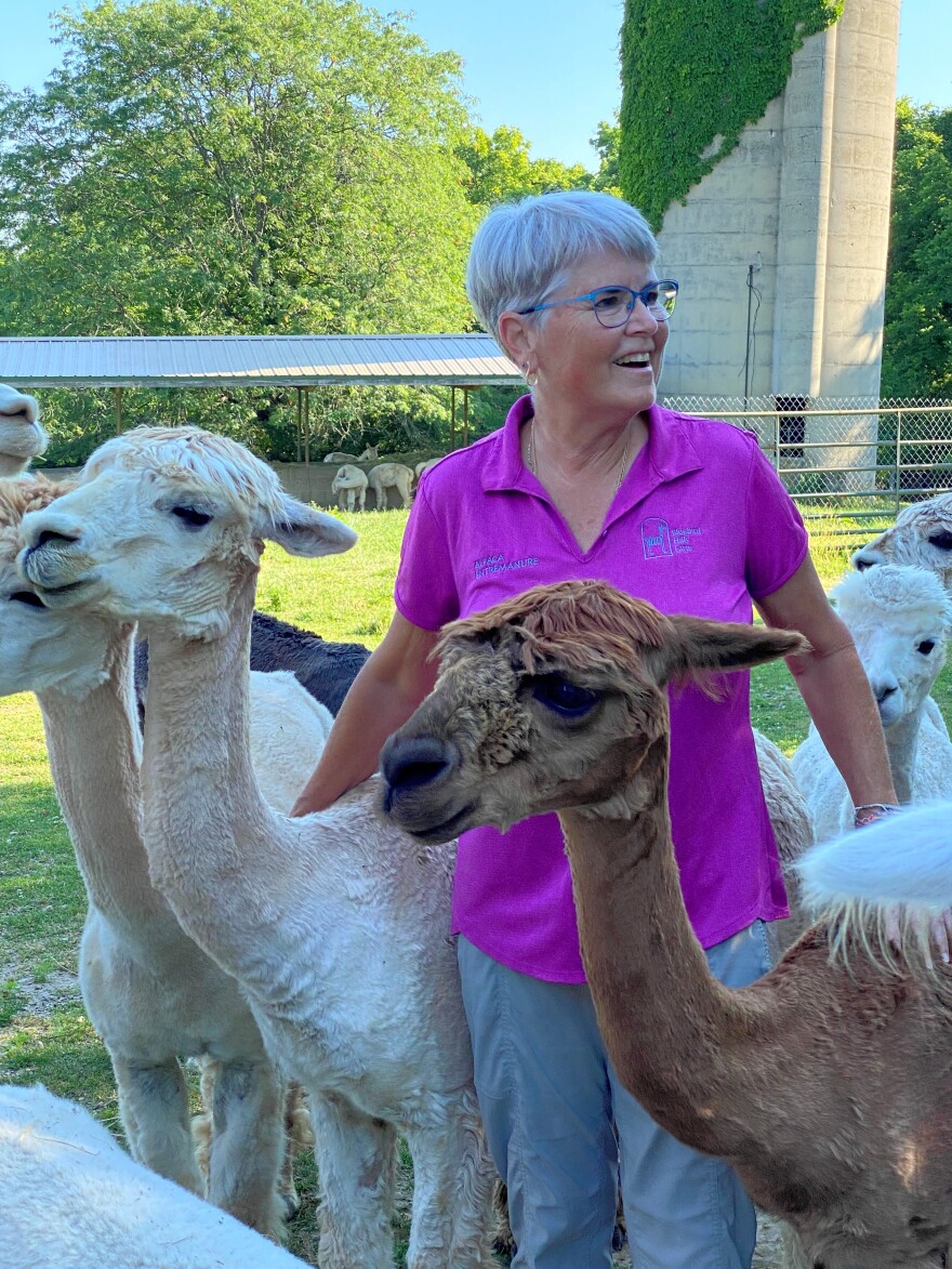 Laurel Shouvlin, co-owner of Bluebird Hills Farm, with several of the farm's alpacas.