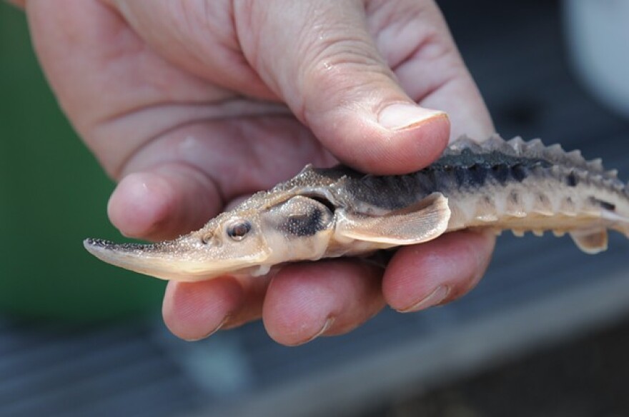 One of the 1,015 lake sturgeon fingerlings released into the Genesee River during a 2014 event.