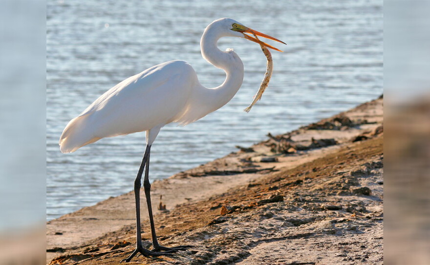 A Great Egret
