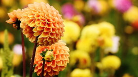 fall gardening
