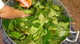 Ayahuasca brew used in South and Central America.