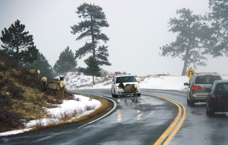  A small herd of elk cross a busy road. 