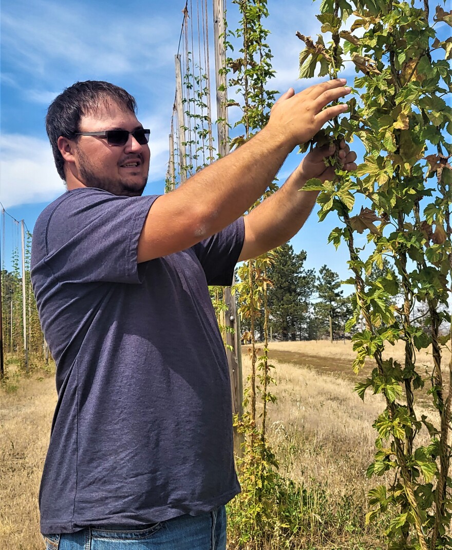 Clay Boyce, owner of Triple XXX Hops in Winifred stands next to Chinook Hops growing 18 feet up on the trellises he has built on five acres on the Bear Springs Bench.