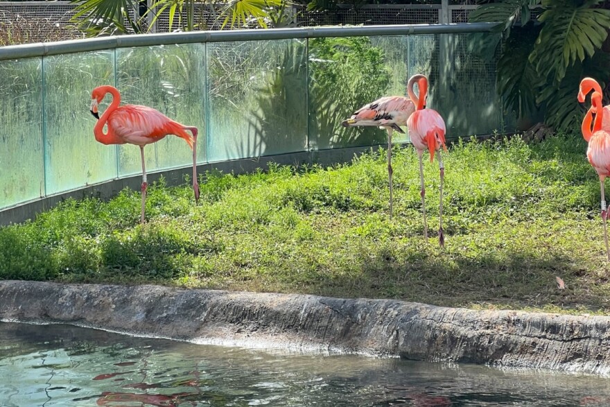 A group of flamingos wading in shallow waters. 