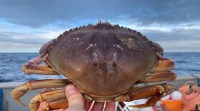 Dungeness Crab being held by a hand