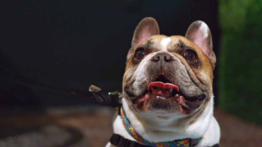 AZ ILL dogs science segment thumb