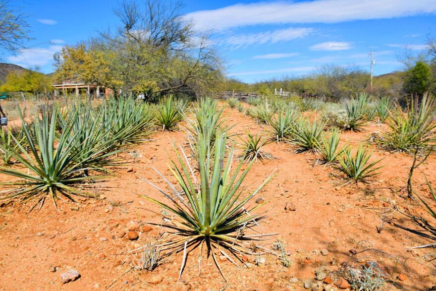 Agave 