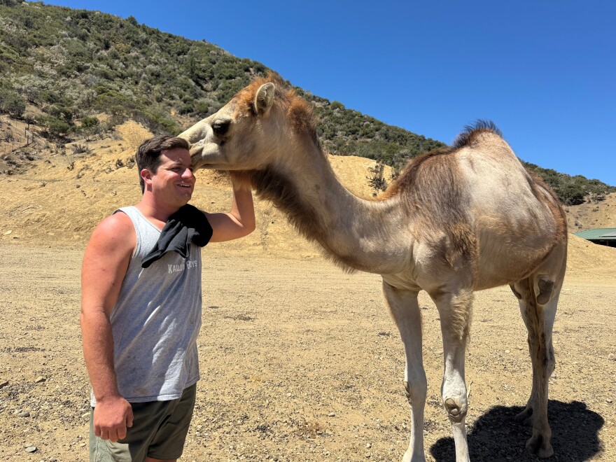 A man and a camel stand outside on a sunny day. The man's hand is on the camel's face.