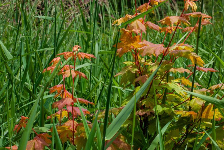 A Maple tree grows in a grassy field, with ample space to flourish, undisturbed by competition from other trees. (Cascade PBS)