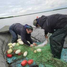 Fritz Charles’ family picks a chinook salmon from the net.