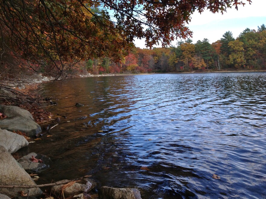 The shore of Walden Pond. 