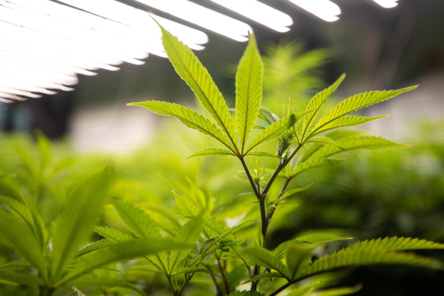 Cannabis plants at Greenbelt Botanicals on Nov. 10, 2021. Michael Minasi/KUT