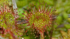 Round-leaved Sundew