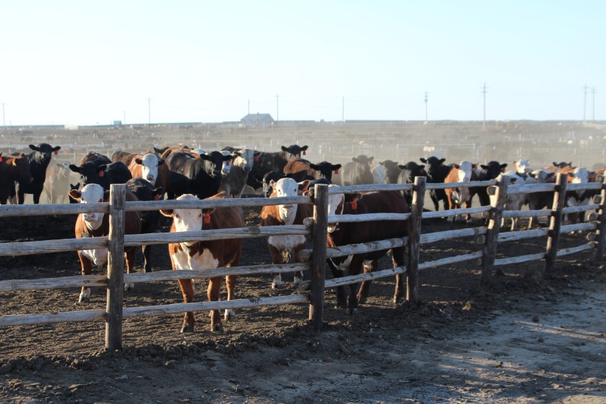 Cattle feedlots like this one in Garden City depend on an ample supply of corn to keep the animals fed. Cattle ranching and feeding has the largest economic impact of any agricultural sector in Kansas, contributing roughly $9 billion to the state economy. (Photo by David Condos, Kansas News Service)