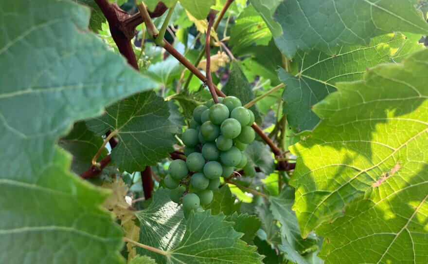 La Crescent is a staple wine grape in Iowa and other parts of the Midwest, said Ann Zwink. Along with cold-hardiness and disease-resistance, she said it produces "a really delicious orange musket type of aroma" with notes of orange blossom, tea, honey and citrus.