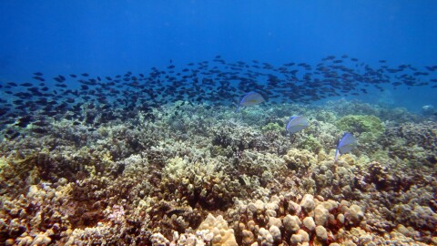 Blue trevally (Caranx melampygus), ornate butterflyfish (Chaetodon ornatissimus), and starry-eyed parrotfish (Calotomus carolinus) over a coral reef off Maui.