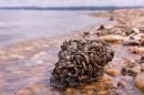Invasive zebra mussels damage boats, pose an injury risk to humans and harm native species.