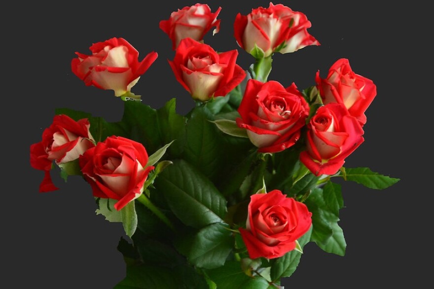 rose