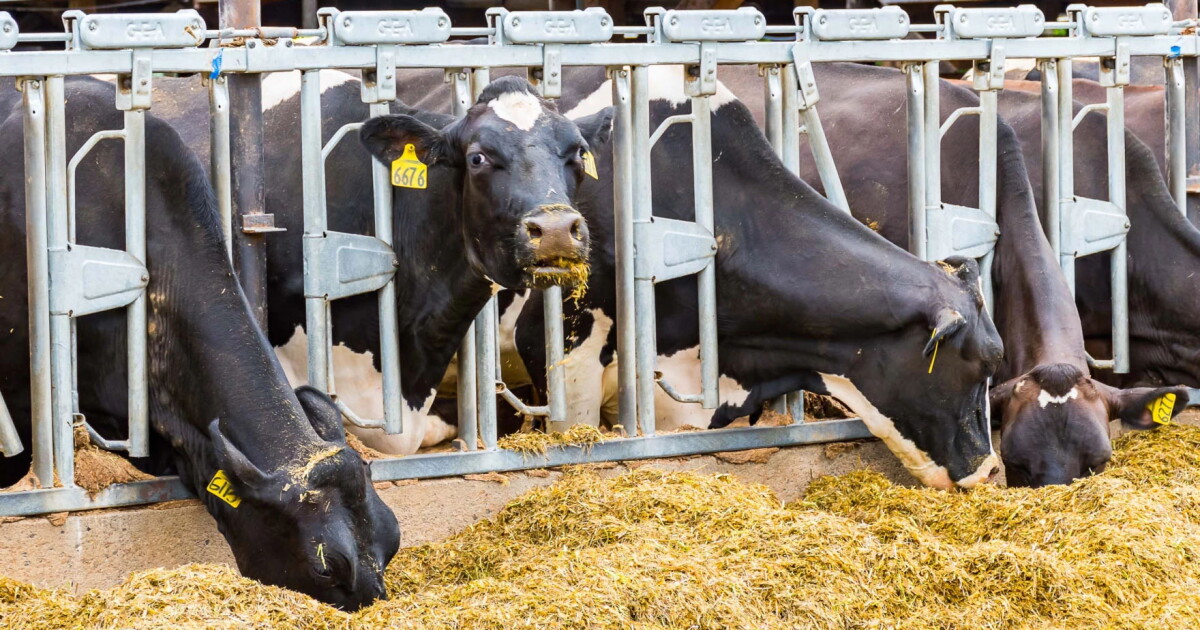 Dairy industry addresses the cow methane issue on a large scale ...
