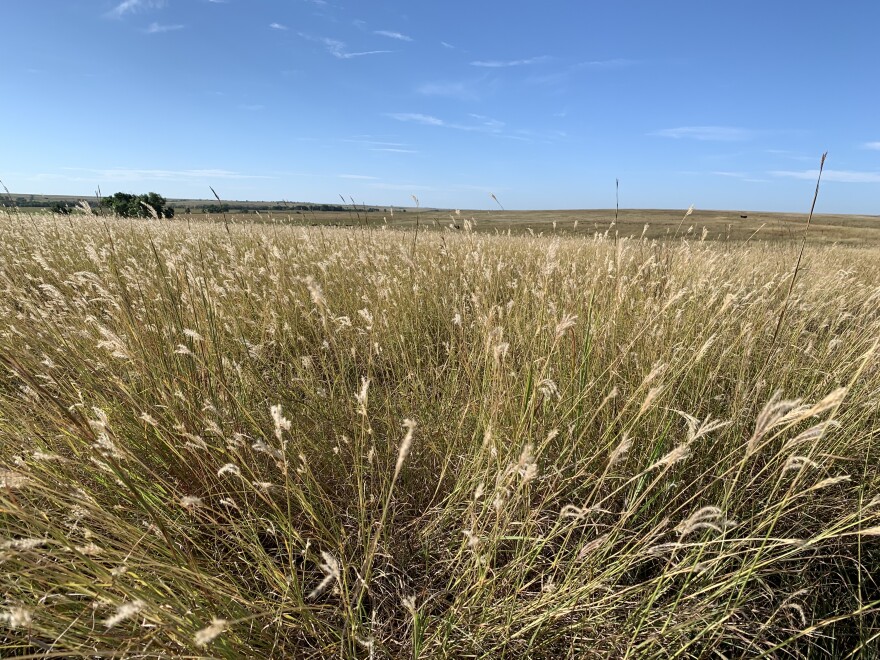 Clumps of Yellow Bluestem grass