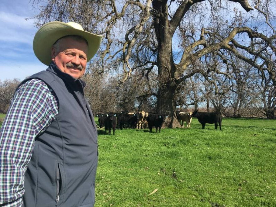 Darrell Wood runs about 1,000 cattle near Vina, Calif. (Lesley McClurg/ KQED)