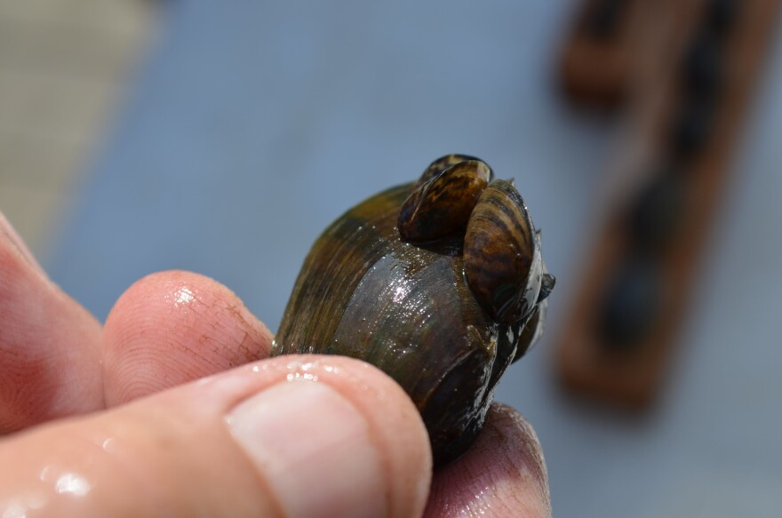 The tiny mussels get their name from the stripes on their shells.