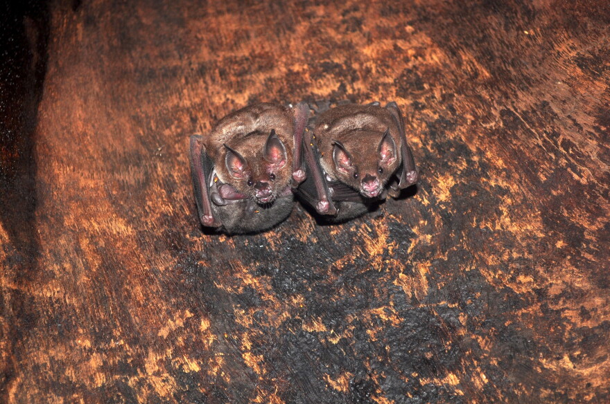 Two mother Carollia bats with their babies roost in a hollow tree in Costa Rica.