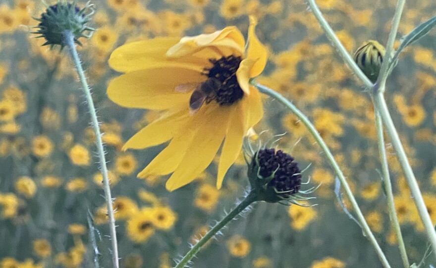 The Pepper Ranch Preserve in Pepper Ranch Preserve in Immokalee is also experiencing a native sunflower bloom. A period for viewing the 2025 annual bloom event of native Southeastern sunflowers is available at https://tinyurl.com/PepperRanchSunflowers.
