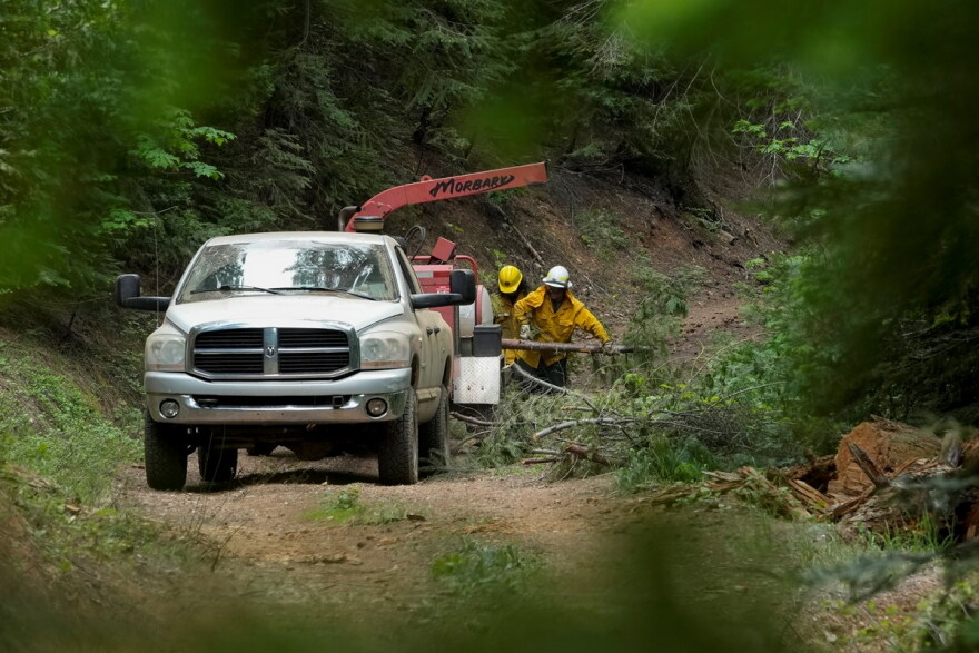 U.S. Forest Service crew members put tree branches into a wood chipper as they prepare the area for a prescribed burn in the Tahoe National Forest, June 6, 2023, near Downieville, Calif.