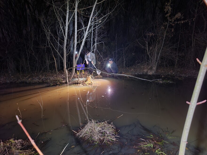3 people crouch on the edge of a small pool of water wearing headlamps and holding nets. it is nightime
