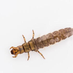 Caddisfly Larvae - Hydropsyche