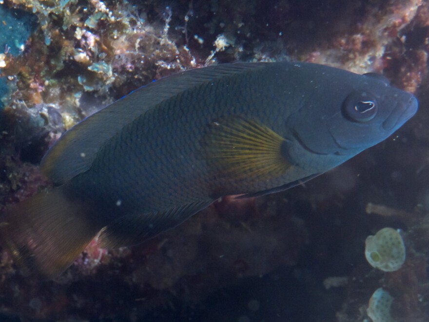There are many species of dottyback fish, ranging in colors from pink to grey. Close up image of a dark blue fish with a wispy  yellowish-green fin.