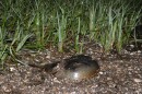 Horseshoe crabs are a species of concern in Long Island Sound. Connecticut banned their harvest in 2023.